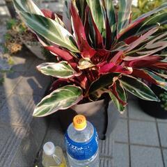 ストロマンテ