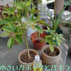 小さいカポック、パキラ