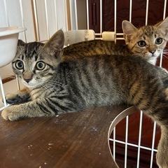 キジトラくん ４匹 お見合いできます