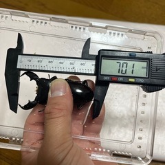 スマトラオオヒラタクワガタ