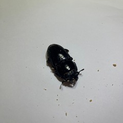 テイオウヒラタクワガタの画像