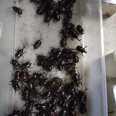 カブトムシの画像