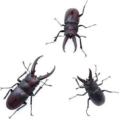 伊豆市天然採集ノコギリクワガタオス中型
