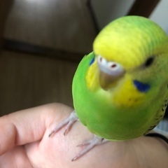 セキセイインコ探しています