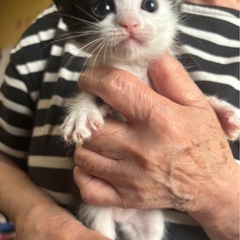 牛柄模様の子猫ちゃん♡