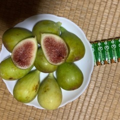 ①イチジク (バナーネ)の苗木セット(20本以上)の画像