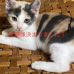 ３匹の子猫ちゃんの里親様が決まりました😊有難うございました🍀