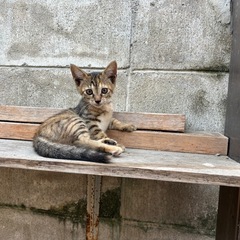 保護猫の譲渡