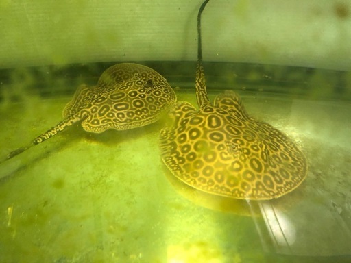 クロコダイルヘテロ