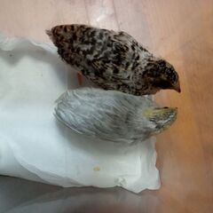 姫ウズラ中雛