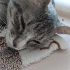グレー　キジちゃん