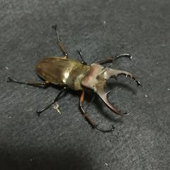 ミヤマクワガタ 55mmup 成虫3ペア セット