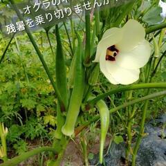 【野菜】オクラ（規格外）