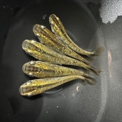琥珀ラメヒレ長　　