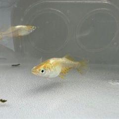 琥珀ヒカリメダカの画像
