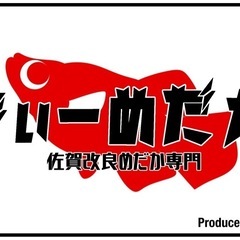 琥珀ヒカリメダカの画像