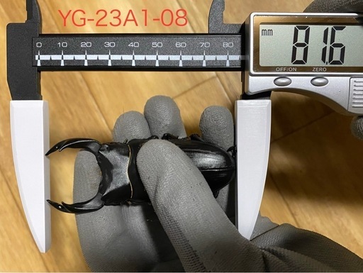 能勢YG血統 オオクワガタ 87.8/87.5/87.0/86.1 同腹ペア 【公式通販】 能勢YG血統 オオクワガタ 87.8/87.5/87.0/86.1 同腹ペア 【公式通販】
