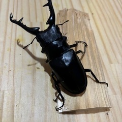 ギラファノコギリクワガタ
