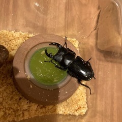 オオクワガタ、ニジイロクワガタ、コクワガタ　オス