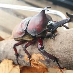 蛹化のため販売終了｜国産カブトムシRB(北海道産)3令幼虫6頭 F1 種親75.2mm×46.5mmの画像