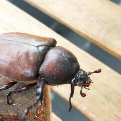 蛹化のため販売終了｜国産カブトムシRB(北海道産)3令幼虫6頭 F1 種親75.2mm×46.5mmの画像