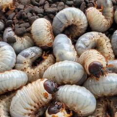 蛹化のため販売終了｜国産カブトムシRB(北海道産)3令幼虫6頭 F1 種親75.2mm×46.5mmの画像