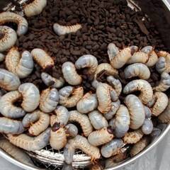 蛹化のため販売終了｜国産カブトムシRB(北海道産)3令幼虫6頭 F1 種親75.2mm×46.5mmの画像