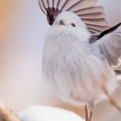占いします🔮（全国対象）