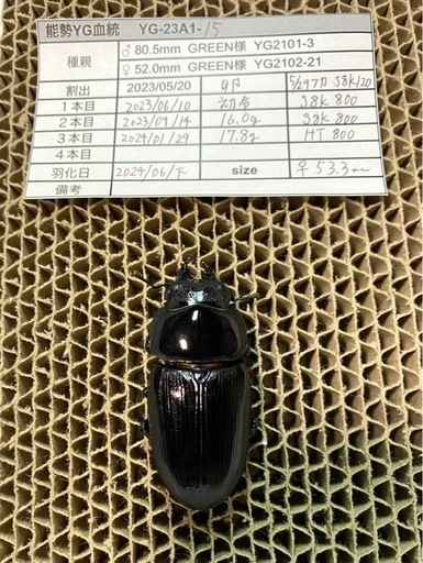 能勢YG血統 オオクワガタ 87.8/87.5/87.0/86.1 同腹ペア