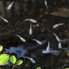 雷電メダカ