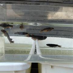お譲りします　メダカ　炎