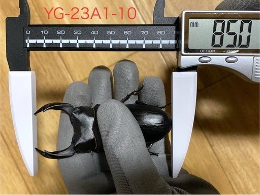 能勢YG血統 オオクワガタ 87.8/87.5/87.0/86.1 同腹トリオ