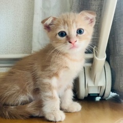 スコティッシュフォールドの子猫