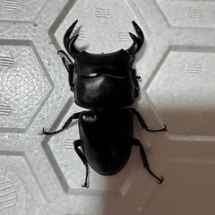 グランディスオオクワガタ成虫