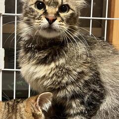 長毛まじりのキジトラ