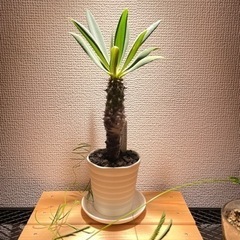 パキポディオイデス・ユーフォルビア  