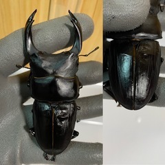 能勢YG血統 オオクワガタ 87.8/87.5/87.0/86.1 同腹トリオ