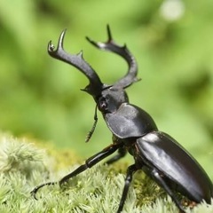 糸島市、唐津市周辺でクワガタ、カブトムシが取れる場所を教えて下さい‼️