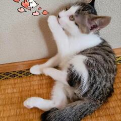 🌸里親決定～生後2ヶ月半  子猫🌸