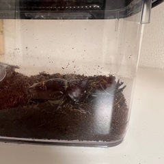 商談中 　カブトムシ4匹（オス）