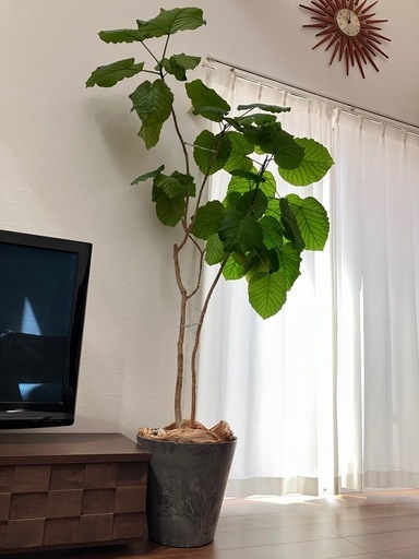 アートストーンLLグレーの鉢カバー付き200cmのフィカス•ウンベラータ