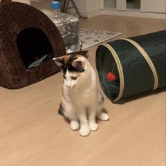 三毛猫　