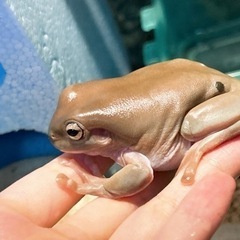 イエアメガエルの画像