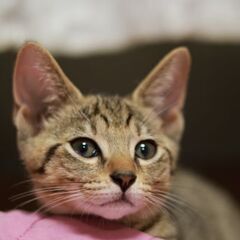 キジ子猫くん　飼い主不在確認済み