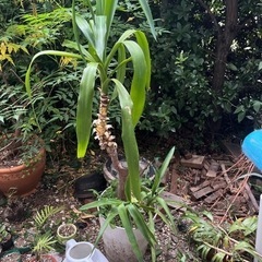 生活雑貨 家庭用品 ガーデニング