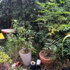 生活雑貨 家庭用品 ガーデニングの画像