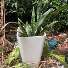 生活雑貨 家庭用品 ガーデニングの画像