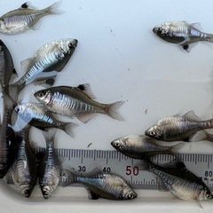プラチナカガミ鱗 タイリクバラタナゴ ２〜３センチ前後 １０匹