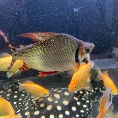 カラープロキロダスの画像