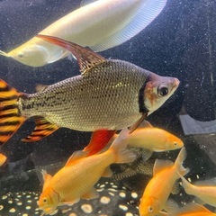 カラープロキロダスの画像